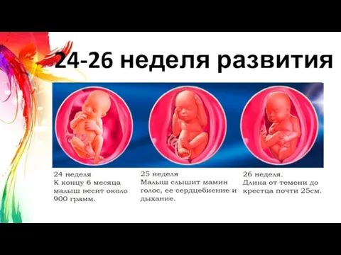 24-26 неделя развития