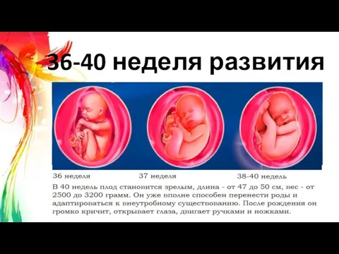 36-40 неделя развития