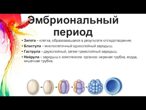 Эмбриональный период Зигота – клетка, образовавшаяся в результате оплодотворения. Бластула –