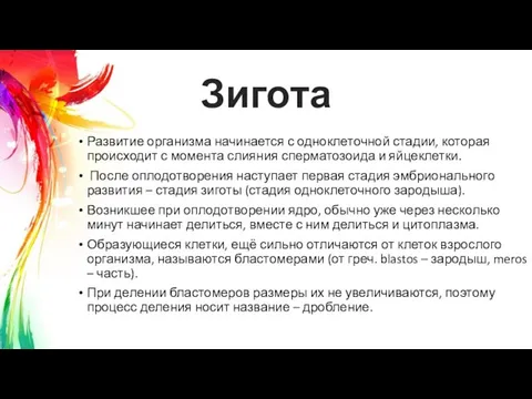 Зигота Развитие организма начинается с одноклеточной стадии, которая происходит с момента