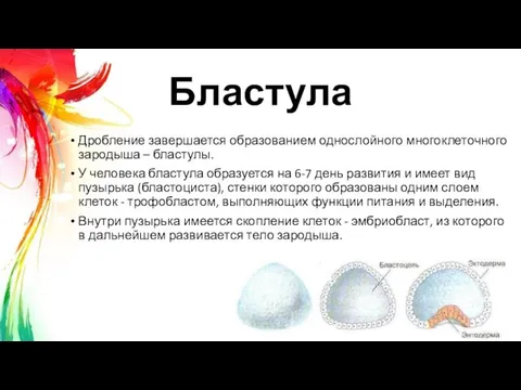 Бластула Дробление завершается образованием однослойного многоклеточного зародыша – бластулы. У человека