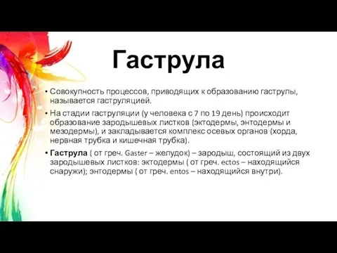 Гаструла Совокупность процессов, приводящих к образованию гаструлы, называется гаструляцией. На стадии