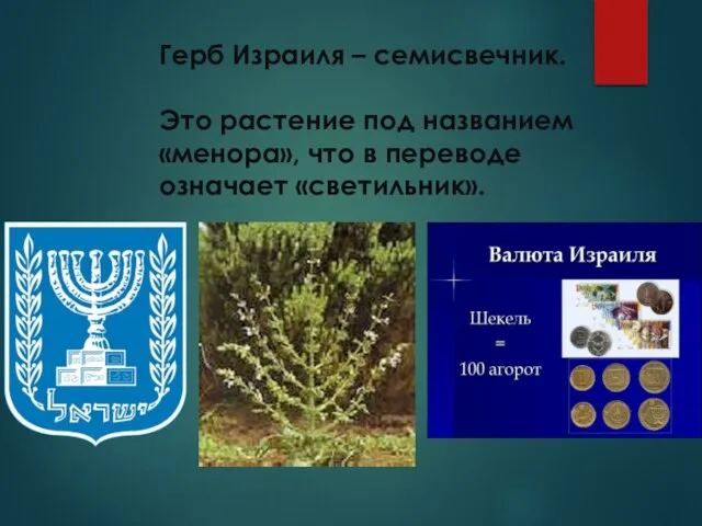 Герб Израиля – семисвечник. Это растение под названием «менора», что в переводе означает «светильник».