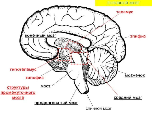 спинной мозг продолговатый мозг мост мозжечок средний мозг эпифиз таламус гипофиз