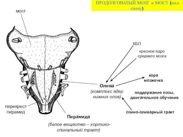 ПРОДОЛГОВАТЫЙ МОЗГ и МОСТ (вид снизу) спино-оливарный тракт кора мозжечка красное