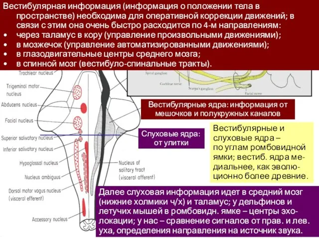 Вестибулярные и слуховые ядра – по углам ромбовидной ямки; вестиб. ядра