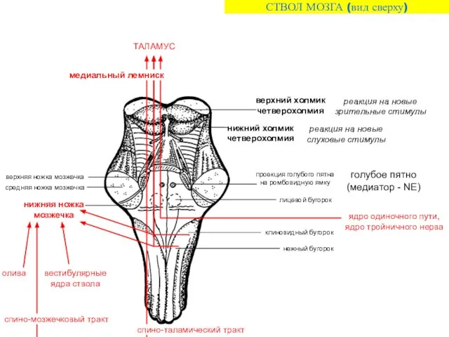 ТАЛАМУС ядро одиночного пути, ядро тройничного нерва СТВОЛ МОЗГА (вид сверху)