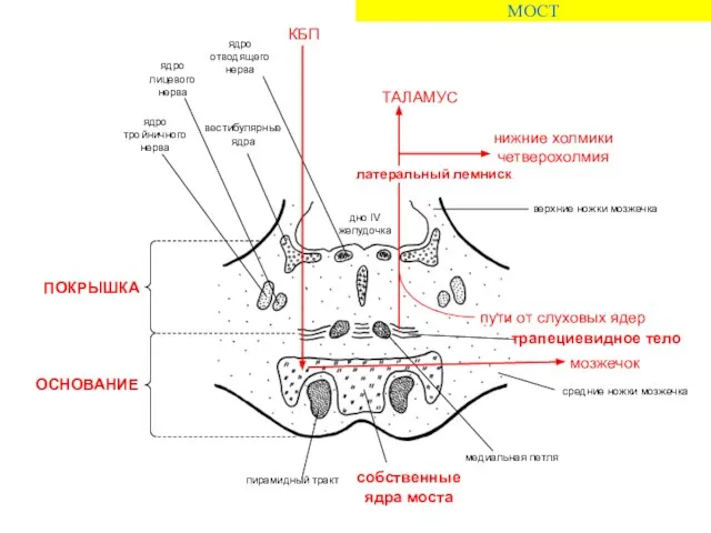 МОСТ КБП мозжечок пути от слуховых ядер ТАЛАМУС нижние холмики четверохолмия латеральный лемниск