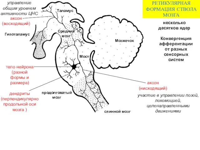 аксон (нисходящий) несколько десятков ядер Конвергенция афферентации от разных сенсорных систем