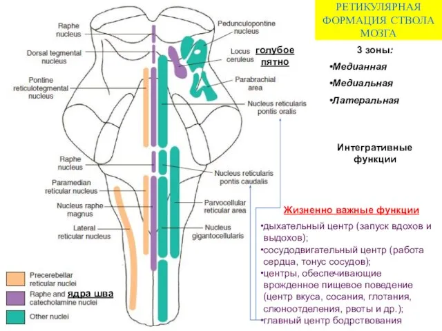 РЕТИКУЛЯРНАЯ ФОРМАЦИЯ СТВОЛА МОЗГА 3 зоны: Медианная Медиальная Латеральная голубое пятно