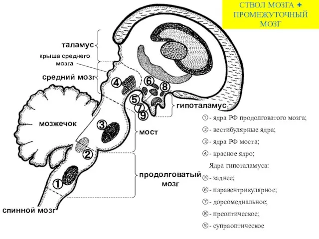 - ядра РФ продолговатого мозга; - вестибулярные ядра; - ядра РФ