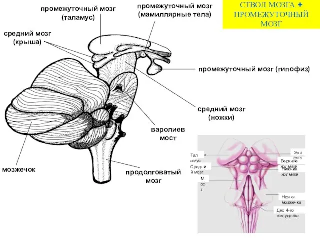 СТВОЛ МОЗГА + ПРОМЕЖУТОЧНЫЙ МОЗГ