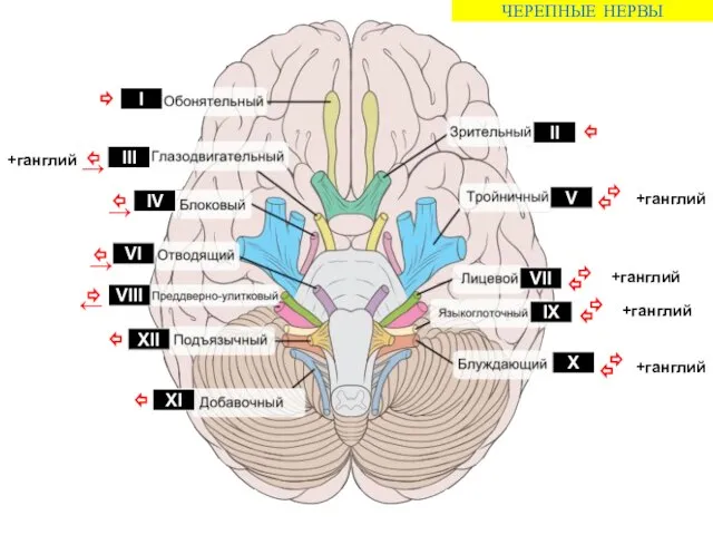ЧЕРЕПНЫЕ НЕРВЫ +ганглий +ганглий +ганглий +ганглий +ганглий