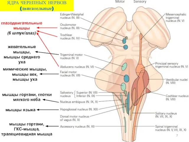 ЯДРА ЧЕРЕПНЫХ НЕРВОВ (двигательные) глазодвигательные мышцы (6 штук/глаз) мышцы языка мышцы