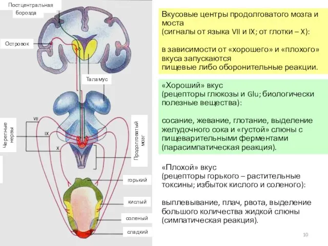 Вкусовые центры продолговатого мозга и моста (сигналы от языка VII и