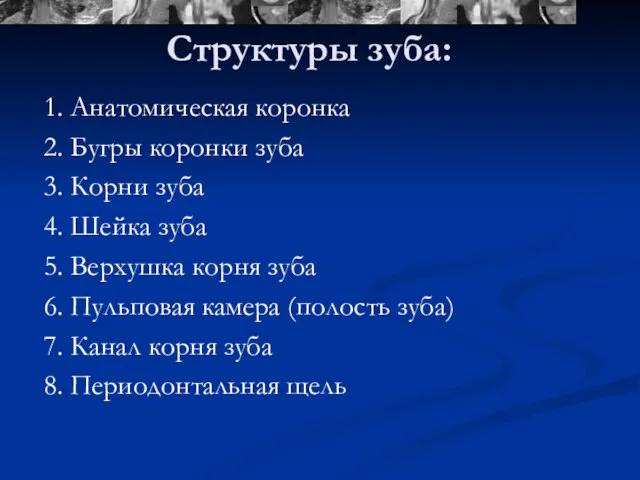 Структуры зуба: 1. Анатомическая коронка 2. Бугры коронки зуба 3. Корни