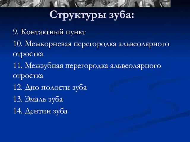 Структуры зуба: 9. Контактный пункт 10. Межкорневая перегородка альвеолярного отростка 11.