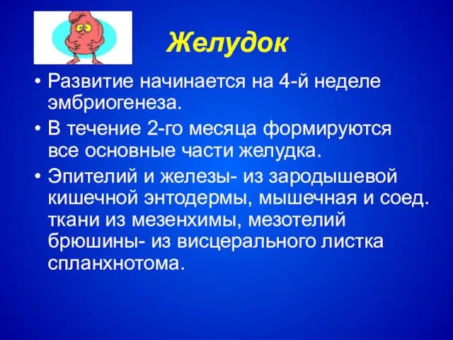 Желудок Развитие начинается на 4-й неделе эмбриогенеза. В течение 2-го месяца