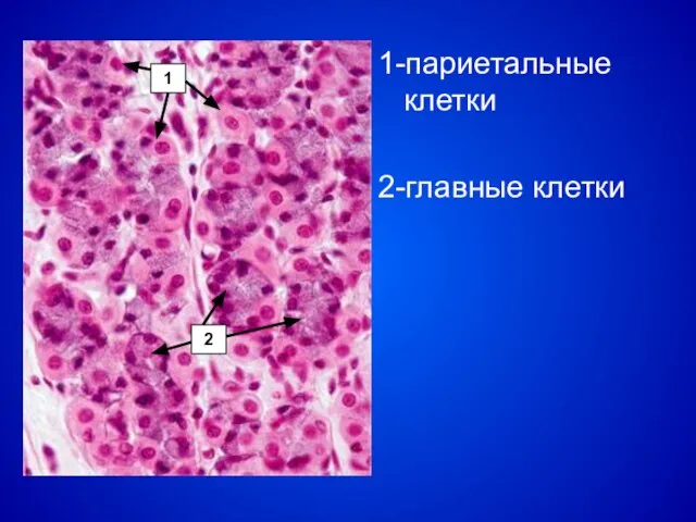 1-париетальные клетки 2-главные клетки 1 2