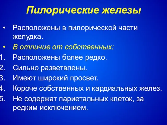 Пилорические железы Расположены в пилорической части желудка. В отличие от собственных: