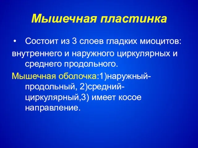 Мышечная пластинка Состоит из 3 слоев гладких миоцитов: внутреннего и наружного