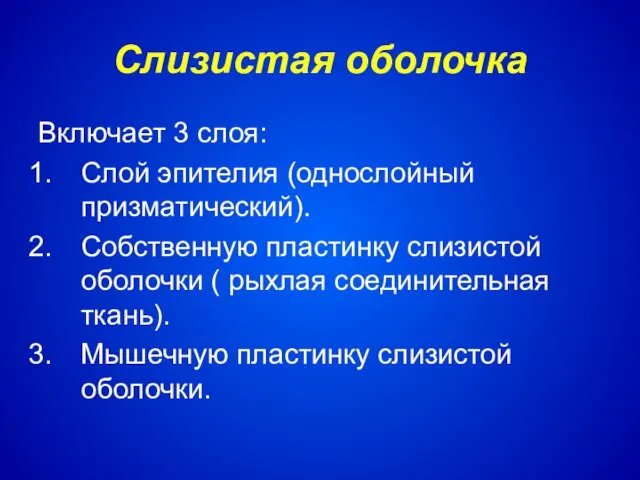 Слизистая оболочка Включает 3 слоя: Слой эпителия (однослойный призматический). Собственную пластинку