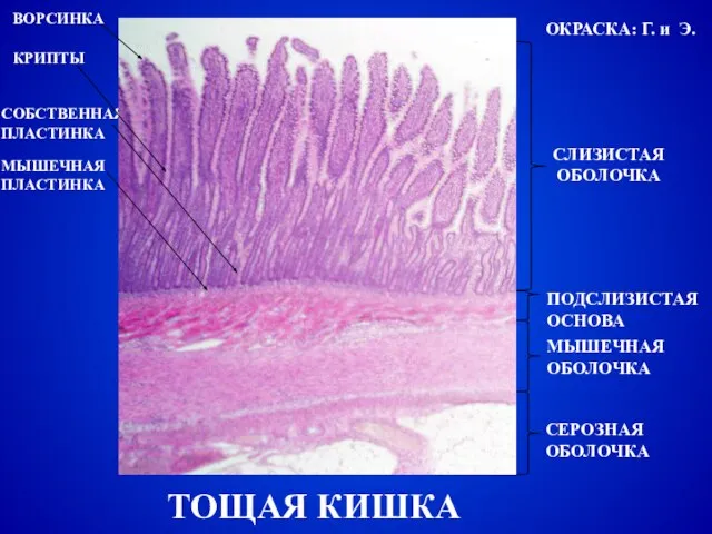ТОЩАЯ КИШКА СЛИЗИСТАЯ ОБОЛОЧКА ПОДСЛИЗИСТАЯ ОСНОВА МЫШЕЧНАЯ ОБОЛОЧКА СЕРОЗНАЯ ОБОЛОЧКА ВОРСИНКА