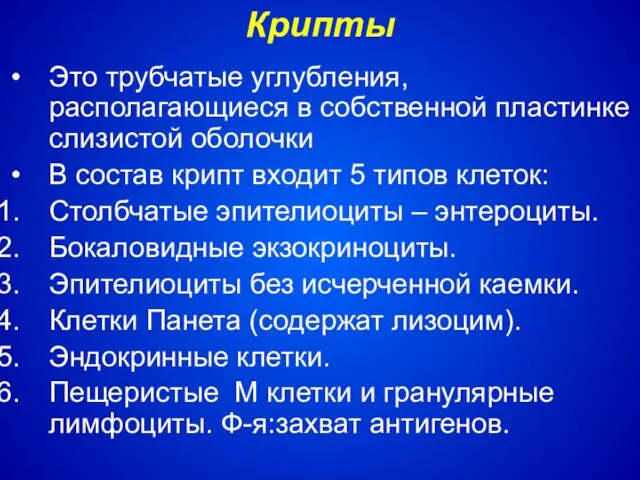 Крипты Это трубчатые углубления, располагающиеся в собственной пластинке слизистой оболочки В