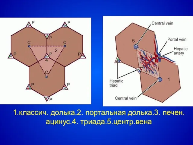 1.классич. долька.2. портальная долька.3. печен.ацинус.4. триада.5.центр.вена 1 2 3 4 5