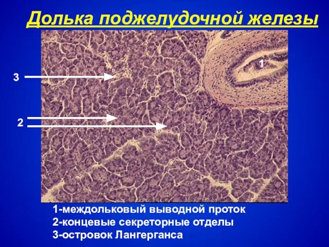 Долька поджелудочной железы 1-междольковый выводной проток 2-концевые секреторные отделы 3-островок Лангерганса 1 2 3