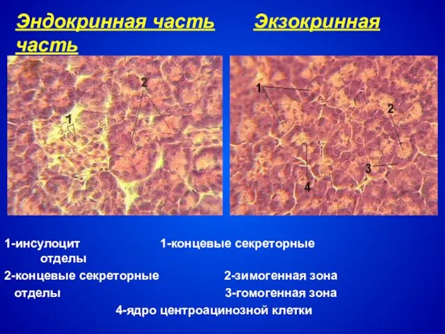 Эндокринная часть Экзокринная часть 1-инсулоцит 1-концевые секреторные отделы 2-концевые секреторные 2-зимогенная