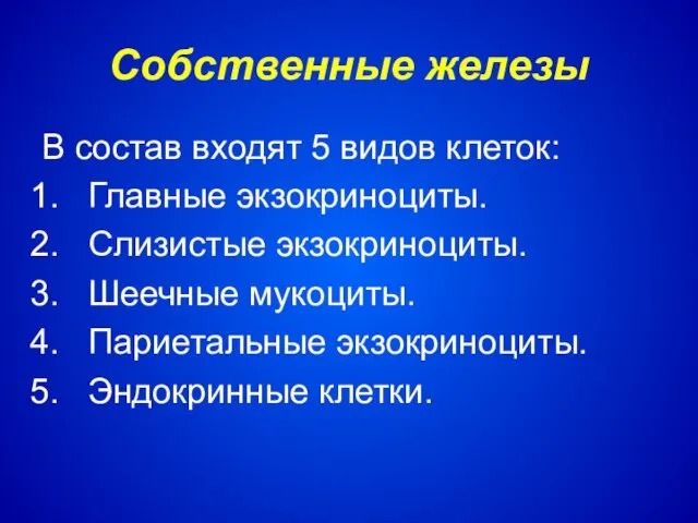 Собственные железы В состав входят 5 видов клеток: Главные экзокриноциты. Слизистые