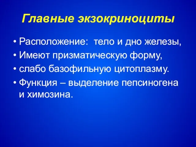 Главные экзокриноциты Расположение: тело и дно железы, Имеют призматическую форму, слабо