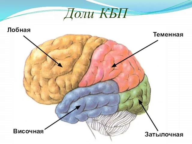 Доли КБП Лобная Височная Теменная Затылочная