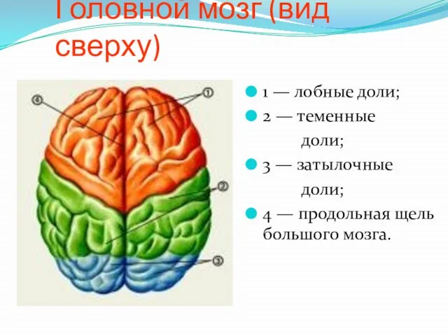 Головной мозг (вид сверху) 1 — лобные доли; 2 — теменные