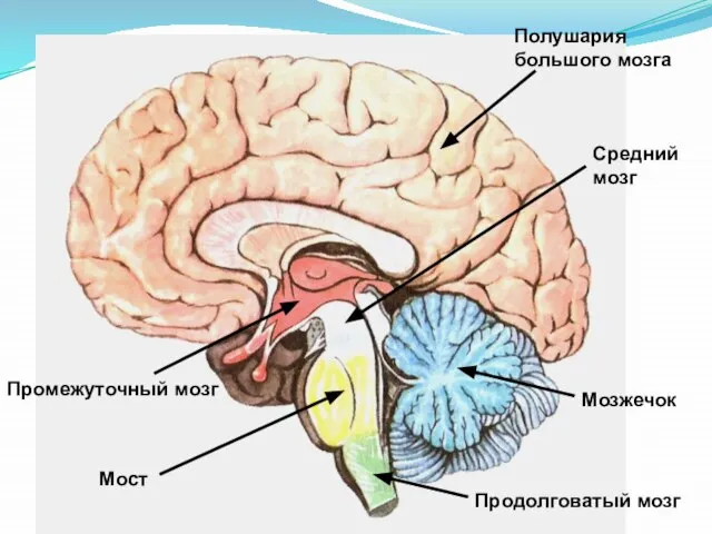 Полушария большого мозга Промежуточный мозг Средний мозг Продолговатый мозг Мост Мозжечок