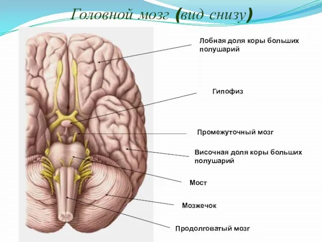 Головной мозг (вид снизу) Промежуточный мозг Височная доля коры больших полушарий
