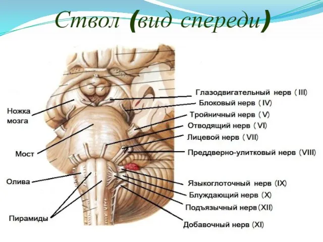 Ствол (вид спереди)