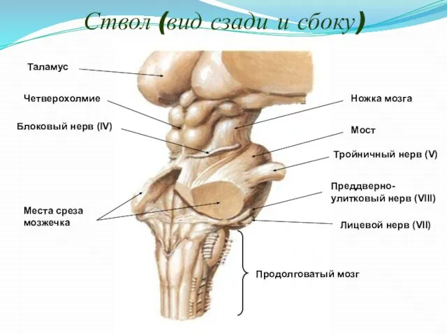 Ствол (вид сзади и сбоку) Таламус Четверохолмие Ножка мозга Блоковый нерв