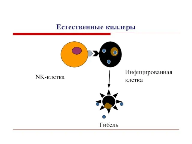 Естественные киллеры NK-клетка Инфицированная клетка Гибель