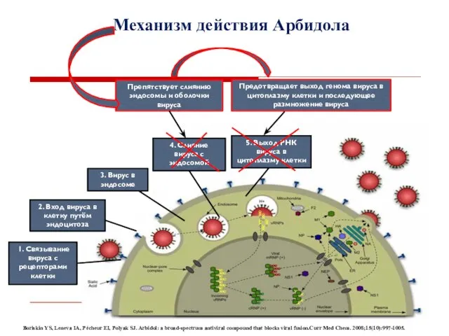 Механизм действия Арбидола 2. Вход вируса в клетку путём эндоцитоза 3.