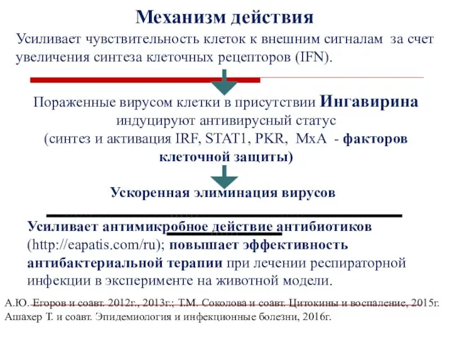 Пораженные вирусом клетки в присутствии Ингавирина индуцируют антивирусный статус (синтез и