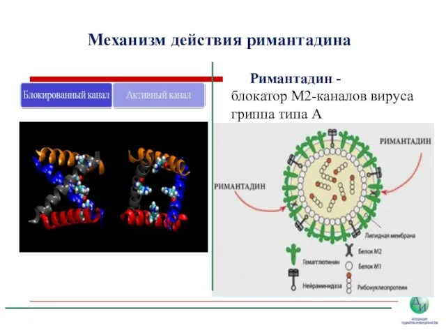 Механизм действия римантадина Римантадин - блокатор М2-каналов вируса гриппа типа А