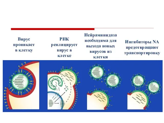 Вирус проникает в клетку Ингибиторы NA предотвращают транспортировку Нейраминидаза необходима для