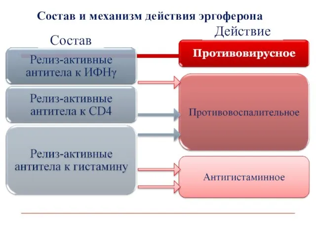 Состав Действие Состав и механизм действия эргоферона