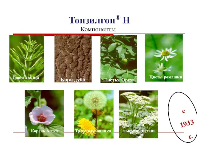 Цветы ромашки Трава хвоща Корень Алтея Тонзилгон® Н Компоненты с 1933 г.