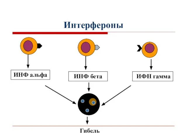 Интерфероны ИФН гамма Гибель ИНФ альфа ИНФ бета