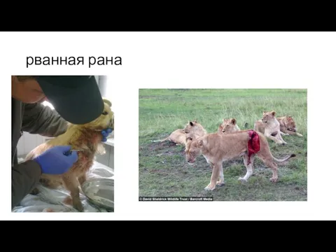 рванная рана