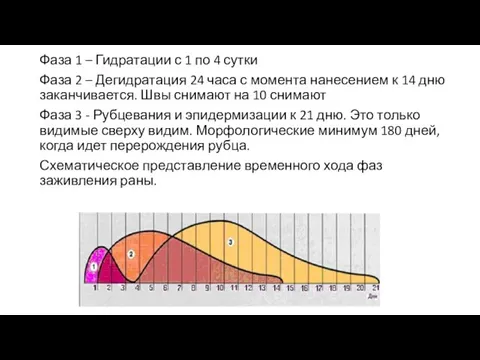 Фаза 1 – Гидратации с 1 по 4 сутки Фаза 2