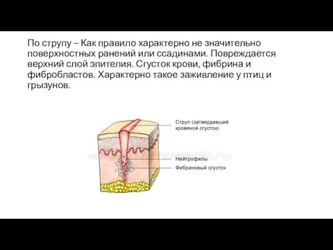 По струпу – Как правило характерно не значительно поверхностных ранений или